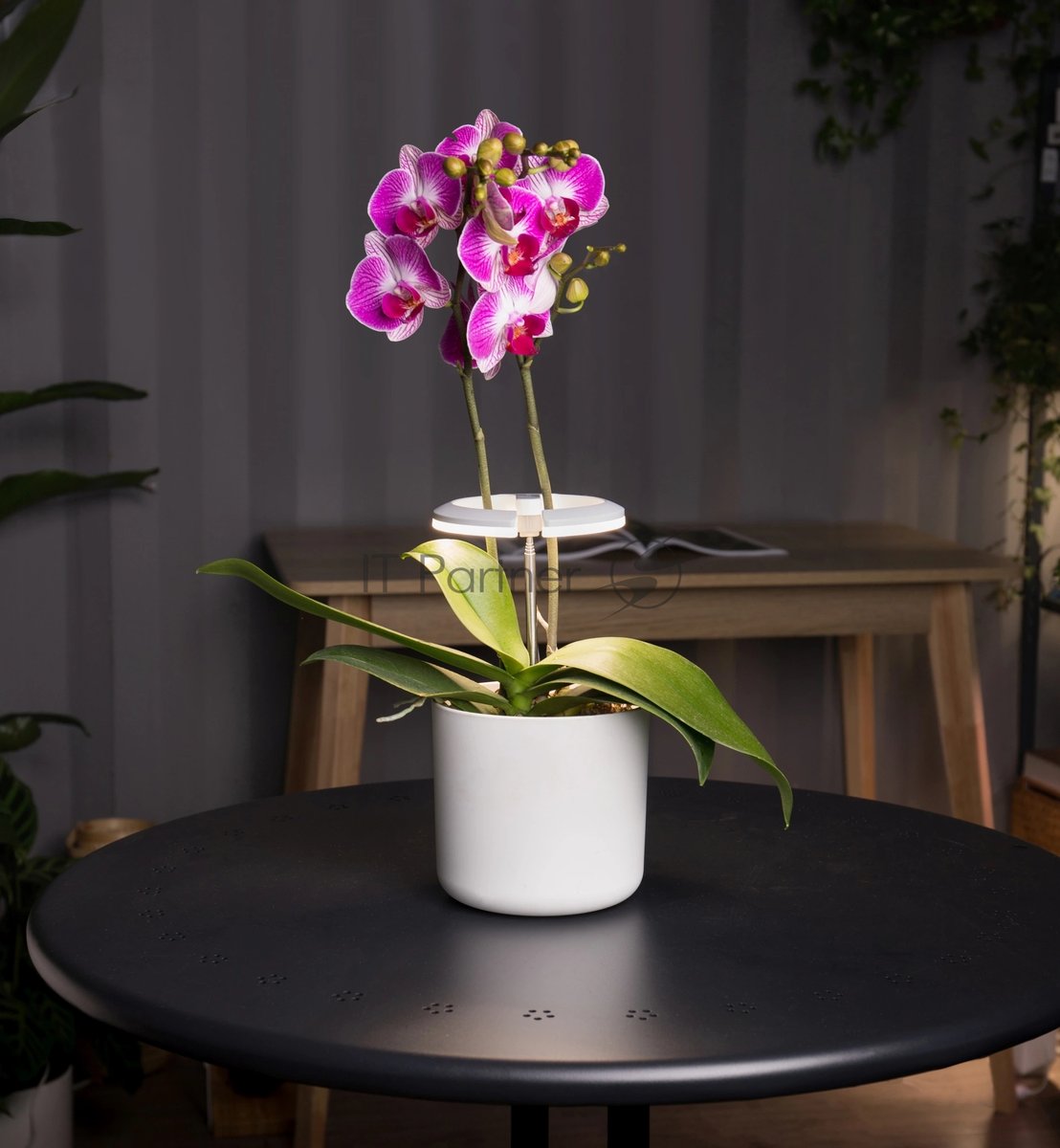 Светильник фито Cactus GARDEN светод. 7.5Вт цв.св.:белый (CS-LED-ORCHID)